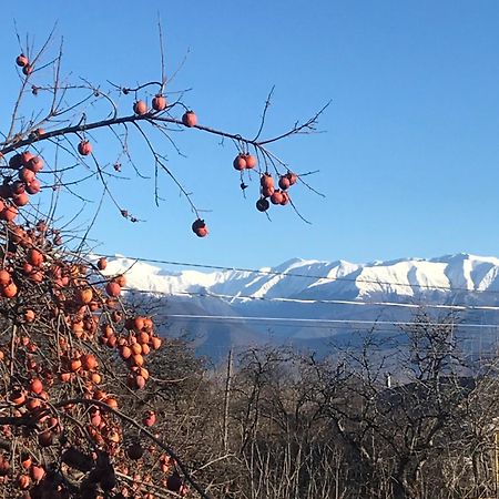 Guesthouse "Kistauri" Telavi Exteriér fotografie