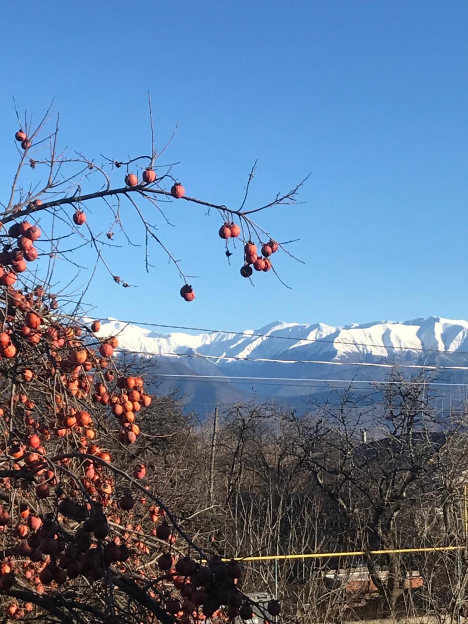 Guesthouse "Kistauri" Telavi Exteriér fotografie